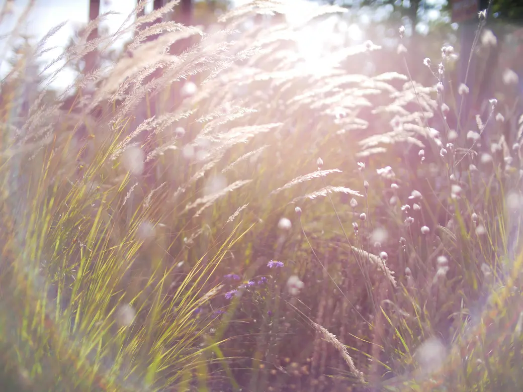 Herbstblumen und Gras